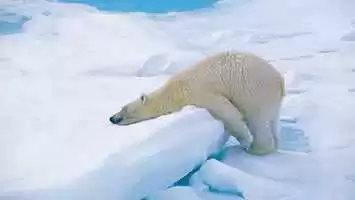 Arctic
