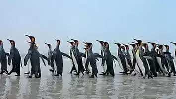 South Georgia and the South Sandwich Islands