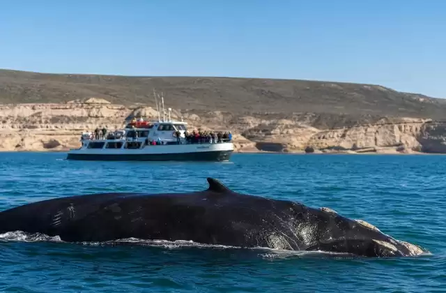In Puerto Pirámides