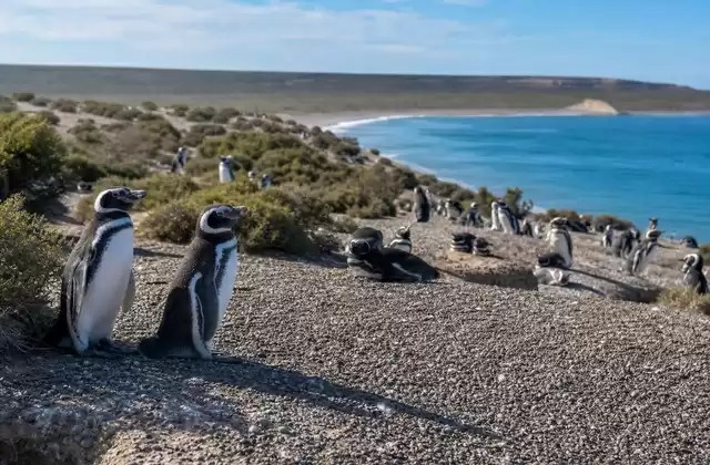 In Punta Tombo