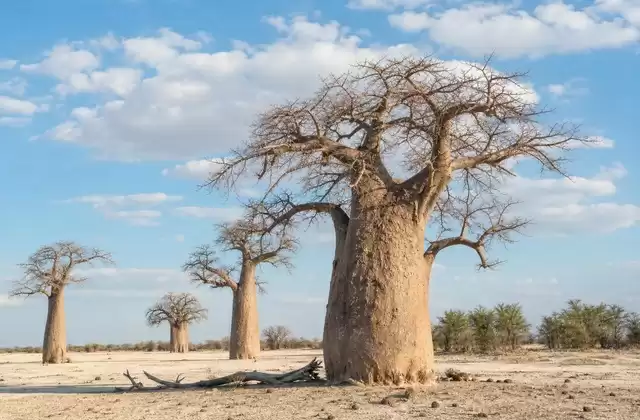 Nxai Pan baobabs