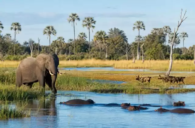 Moremi Game Reserve