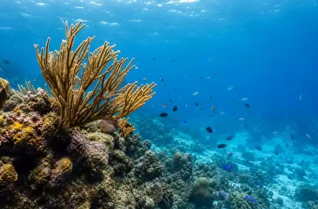 Mexico (Cozumel)