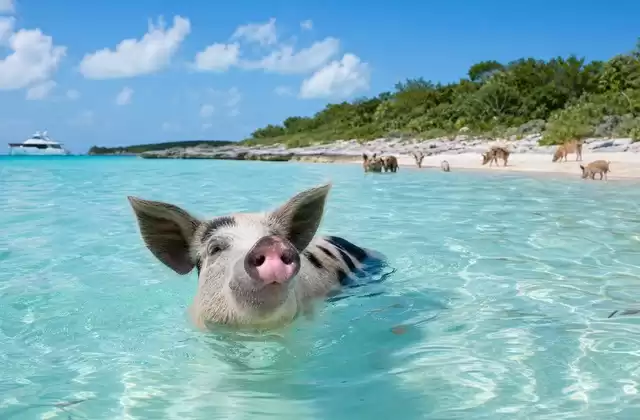 In the Bahamas