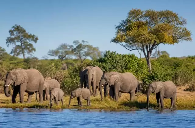Chobe National Park