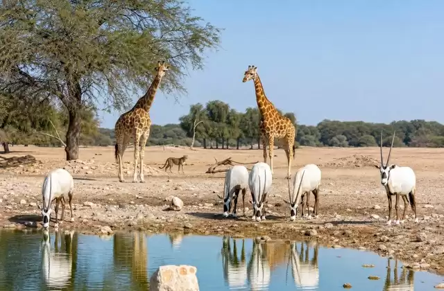 Sir Bani Yas