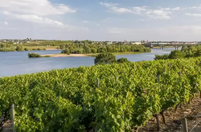 Nantes vineyards