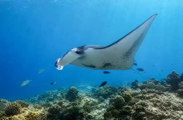 In Yap