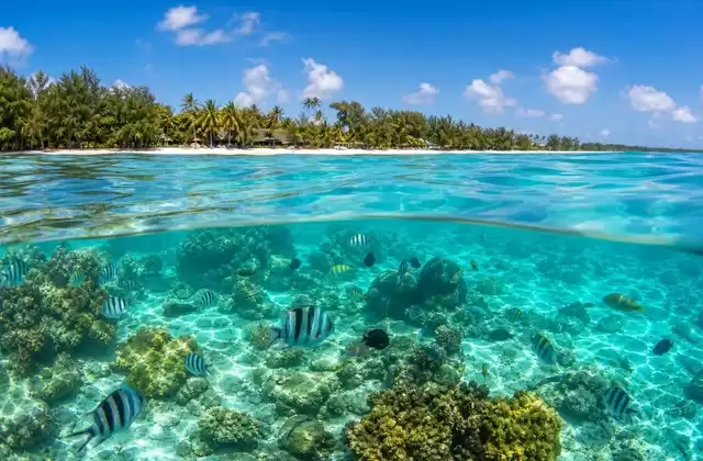 In Mauritius