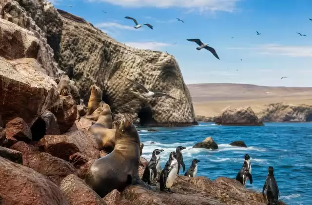 The Ballestas Islands