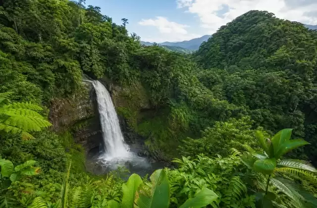 In El Yunque
