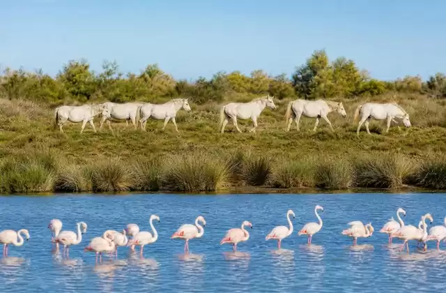 In the Camargue