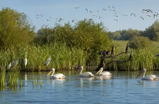 Among the reed beds