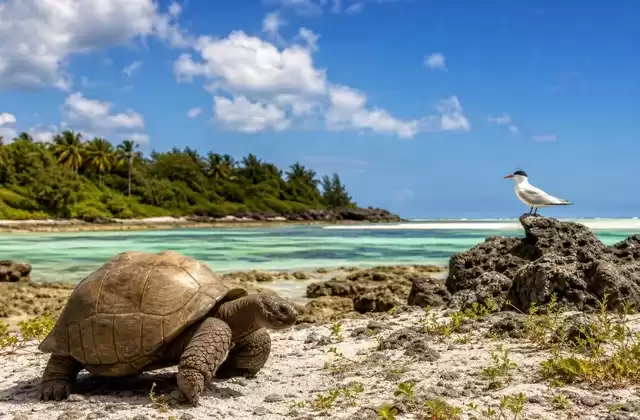 In Aldabra