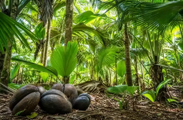 In the Vallée de Mai