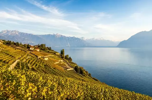 From Lavaux