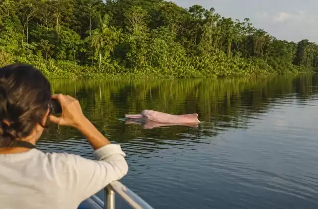 Spotting pink river dolphins