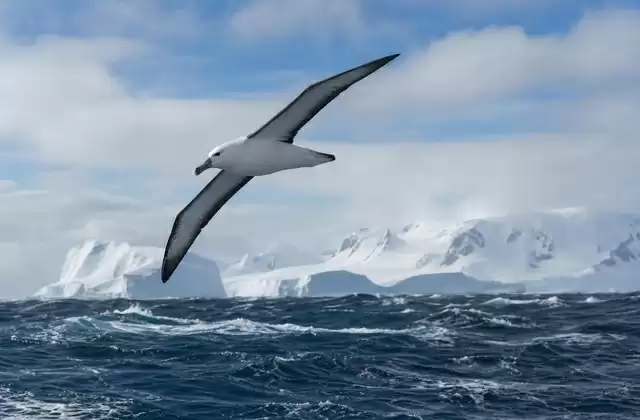 The Drake Passage and the Antarctic Circumpolar Current