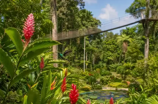Balata Garden