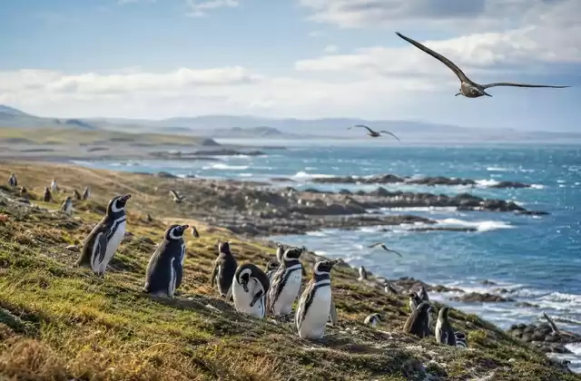 Falkland Islands