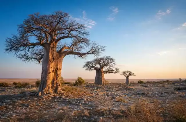 Nxai Pan baobabs