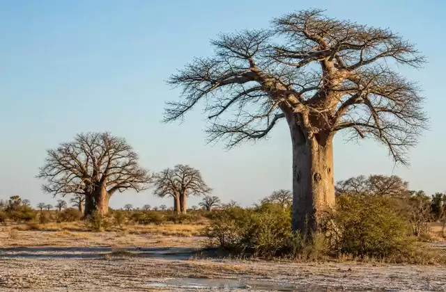Nxai Pan baobabs