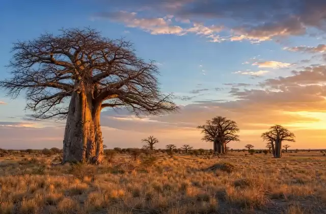 Nxai Pan baobabs