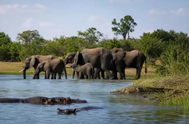 Boat safari on the Chobe River
