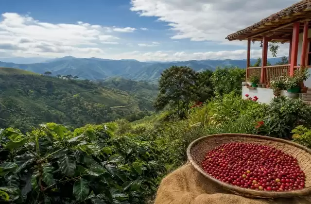 Coffee region