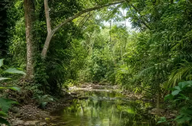 Carara Forest