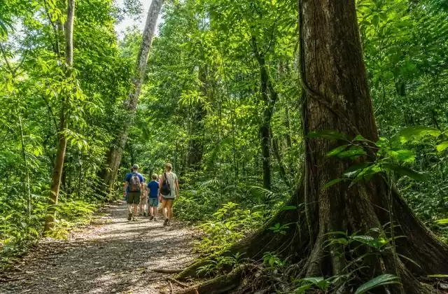Carara Forest
