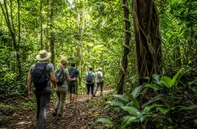 Carara Forest