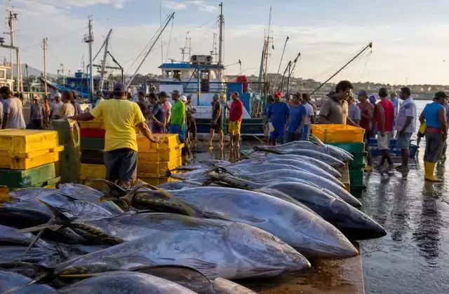 Manta fish market