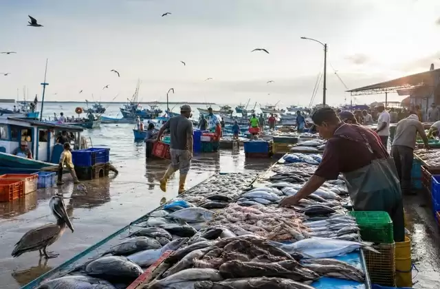 Manta fish market