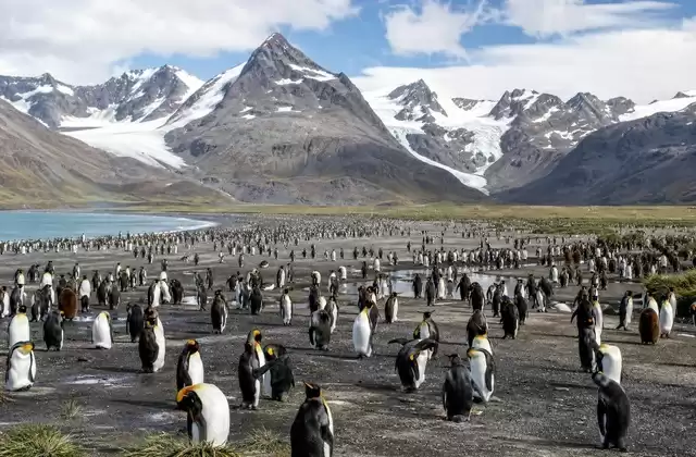 Salisbury Plain and its king penguins