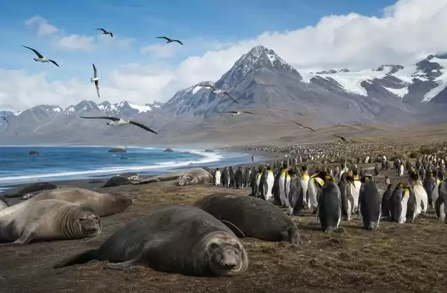 St Andrews Bay: wildlife on a grand scale