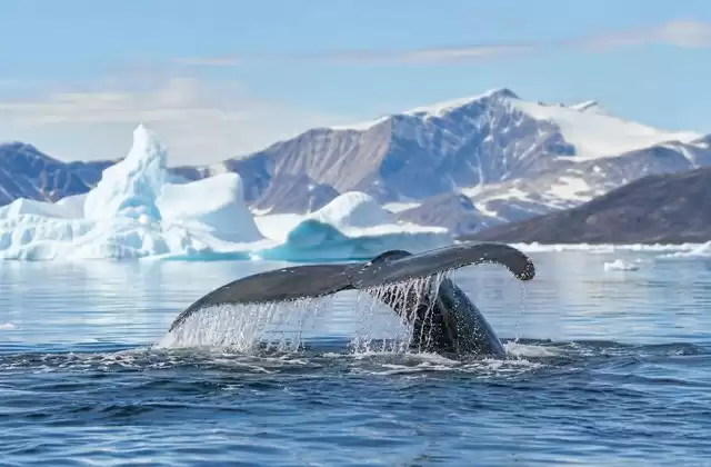 Watch for whales and Arctic wildlife