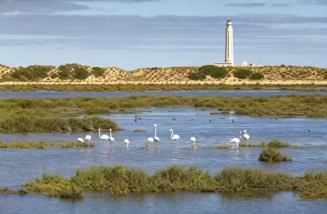 Doñana National Park and the estuary
