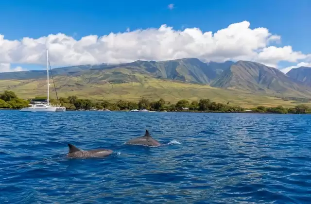 Maalaea