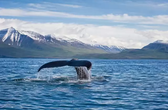 Whale watching in Eyjafjörður