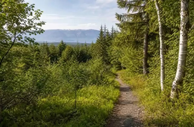 Hiking in Kjarnaskógur Forest