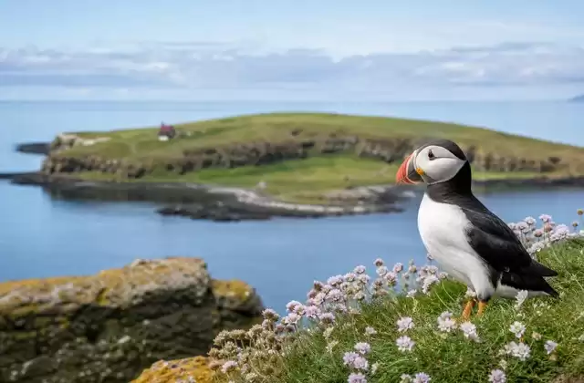 Vigur Island and puffins