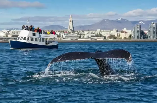 Whale watching from the Old Harbor