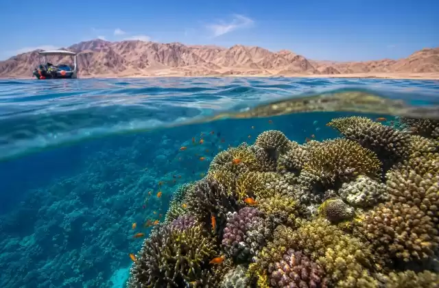 Japanese Reef
