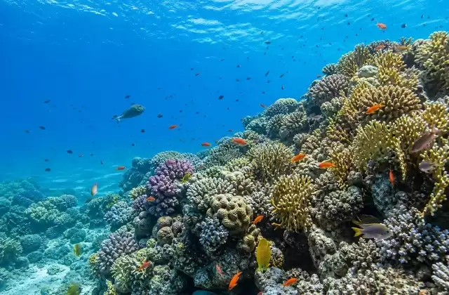 Japanese Reef