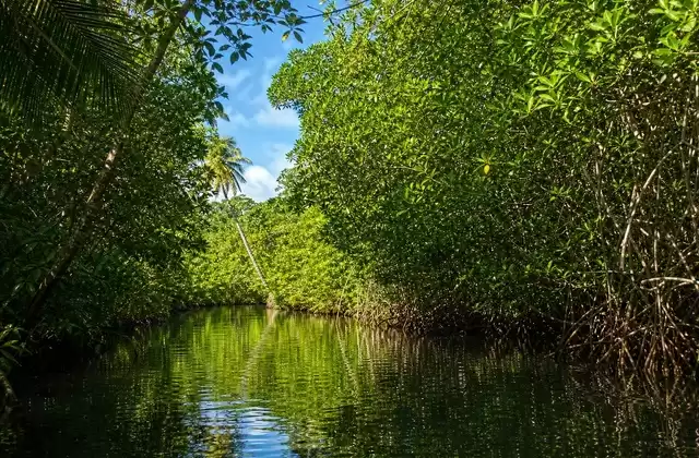 Mangroves of Kosrae
