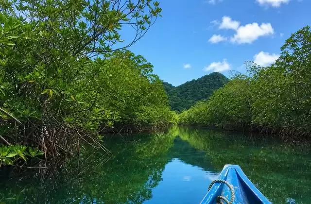 Mangroves of Kosrae