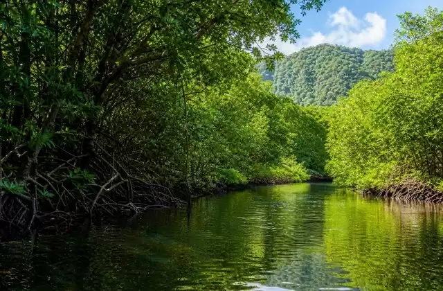 Mangroves of Kosrae