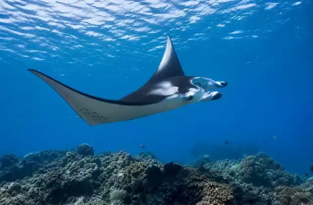 Manta ray channels