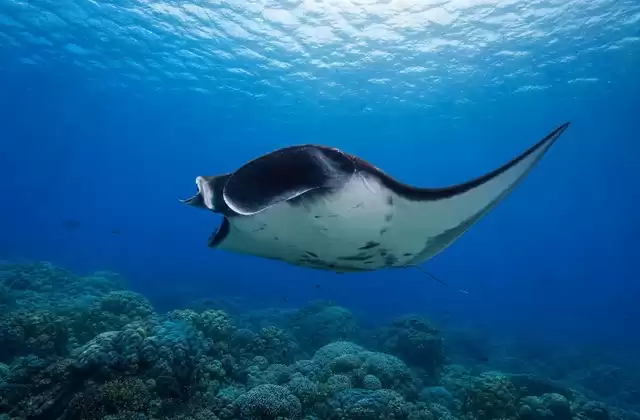 Manta ray channels